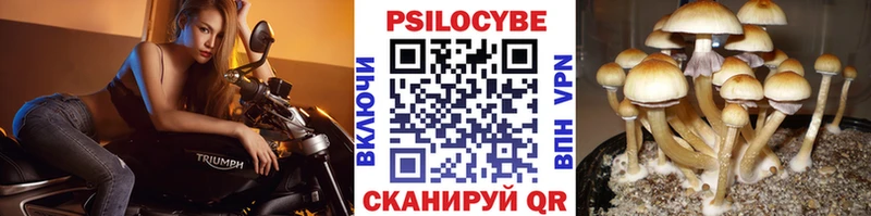 Купить закладки  Калязин  Псилоцибиновые грибы Cubensis 